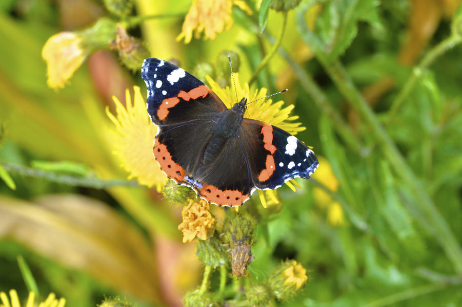 insectes sur le GSF2C