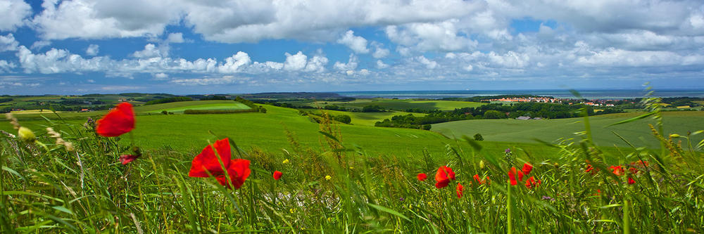 Coquelicots en campagne